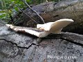 Pleurotus dryinus-amf1466